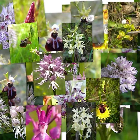 House Rodia * Prínos