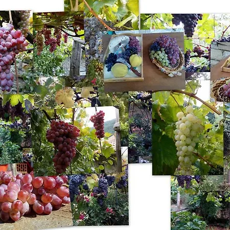 House Rodia Nyaraló *