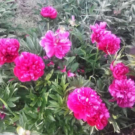 House Rodia Semesterbostad Prínos