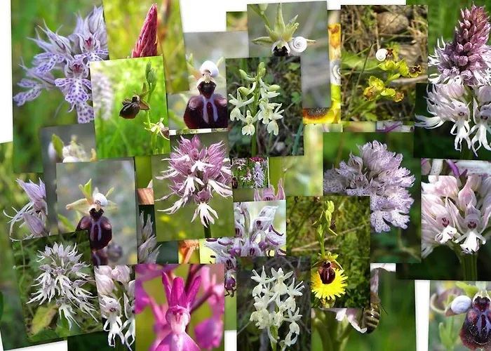 House Rodia * Prinos (Thasos)