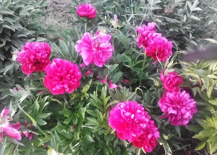 House Rodia Holiday home Prinos (Thasos)